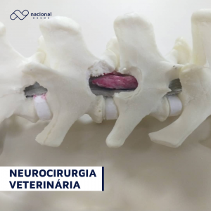 Read more about the article Neurocirurgia Veterinária em Contínuo Desenvolvimento