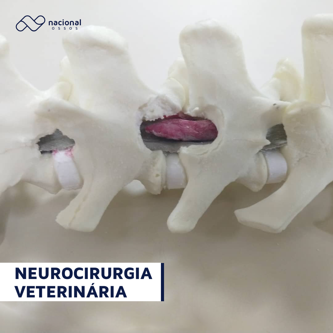 Leia mais sobre o artigo Neurocirurgia Veterinária em Contínuo Desenvolvimento